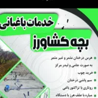 خریدار انواع چوب خرید چوب تنه قطع درخت هرس،درمحل