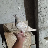 کبوتر سرور گم شده آبپخش|حیوانات|آبپخش, |دیوار