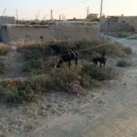 بز گلابی اصل|حیوانات مزرعه|هیرمند, |دیوار