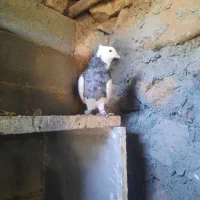 طوقی نرو ماده