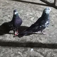 کبوترفروشی
