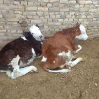 گاو.گوساله سیمینتال نر