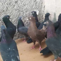 12 کبوتر سیاه و سبز و زرد|پرنده|خورموج, |دیوار