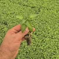 فروش نشاء عمده‌ودونه فروشی(نهال)گوجه و بادمجان