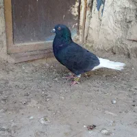 کبوتر دم سفید|پرنده|نیمروز, |دیوار