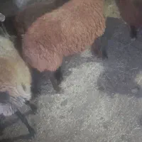 گوسفند|حیوانات مزرعه|کوراییم, |دیوار