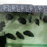 ماهی اسکار درشت و جوان