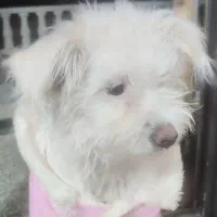 سگ شیتزو واکسن زده|سگ|مبارکه, |دیوار