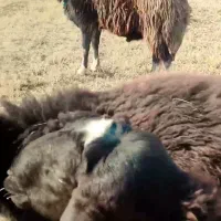 باسلام|حیوانات مزرعه|کوراییم, |دیوار