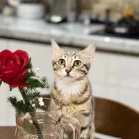 واگذاری گربه