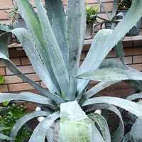 گل اگاو|گل و گیاه طبیعی|اصفهان, قهجاورستان|دیوار