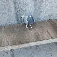 فروش 11عدد کبوتر پرشی گرفتنی|پرنده|سراب, |دیوار