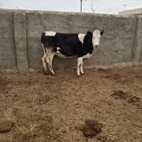 گاو گوساله تلیسه