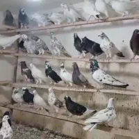 کبوتر|پرنده|کوهدشت, |دیوار