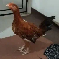 جوجه مرغ و خروس|حیوانات مزرعه|کردکوی, |دیوار