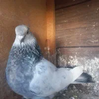 رنگی|پرنده|شیراز, کوشک میدان|دیوار