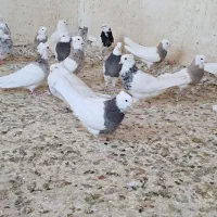 طوقی|پرنده|ایلام, |دیوار