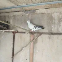 شامی کاکلی|پرنده|زرین دشت (فارس), |دیوار