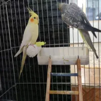 طوطی معاوضه با کفتر|پرنده|الوند, |دیوار