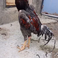 خروس لاری اوشامو