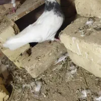 کبوتر|پرنده|شاهرود, |دیوار