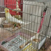 پرنده عروس هلندی|پرنده|تهران, چیذر|دیوار