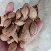 خرید بادام نقدو قیمت تجاری