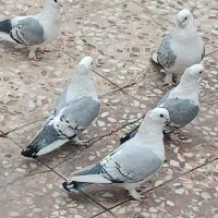 کبوتر