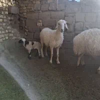 میش بره نر جوان