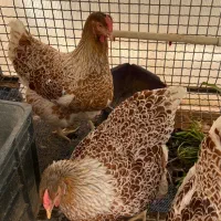 تخم مرغ ویاندوت