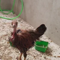 دوعدد مرغ