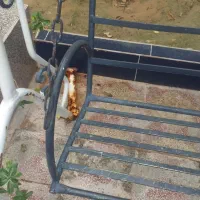 تاب|تابلو، نقاشی، عکس|بندر دیر, |دیوار