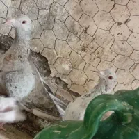 جفت یک تمن