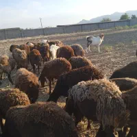 قیمت باورنکردنی فروشی گوسفند