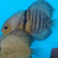 ماهی دیسکس مولد|ماهی|نیشابور, امام|دیوار