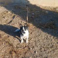 سگ پاکوتاه خوشگل وزیبا|سگ|اراک, |دیوار