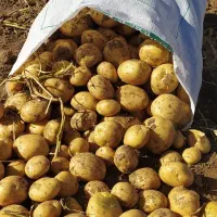 فروش فوری.بذر سیب زمینی کلمبا.