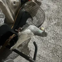 کله ای نر|پرنده|بم, |دیوار