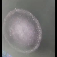مرجع تخصصی جیوه درایران