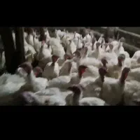 بوقلمون بیوتی