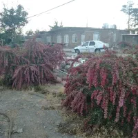 ۳۰۰۰ متر باغ مربع کامل موقعیت عالی|فروش خانه و ویلا|بیرجند, |دیوار