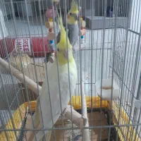 طوطی|پرنده|الوند, |دیوار