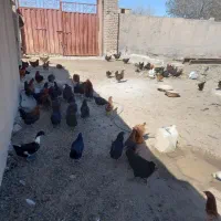 مرغ|حیوانات مزرعه|قم, نیروگاه|دیوار