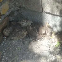 بلدرچین نر وماده