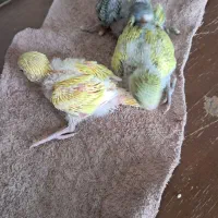 پرنده|پرنده|قیدار, |دیوار