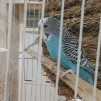 مرغ عشق