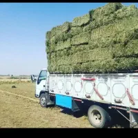 یونجه پاک