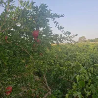 خانه ویلایی. ۲۰۰ متری