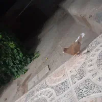 زرد دم سفید ماده