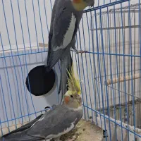 عروس هلندی|پرنده|پیرانشهر, |دیوار